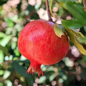 Anar Fruit Plant