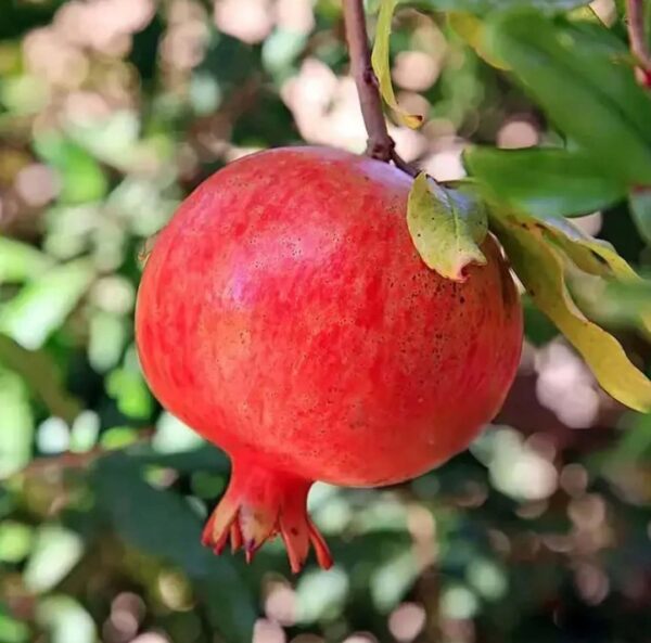 Anar Fruit Plant